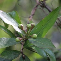 Syzygium jambos (L.) Alston